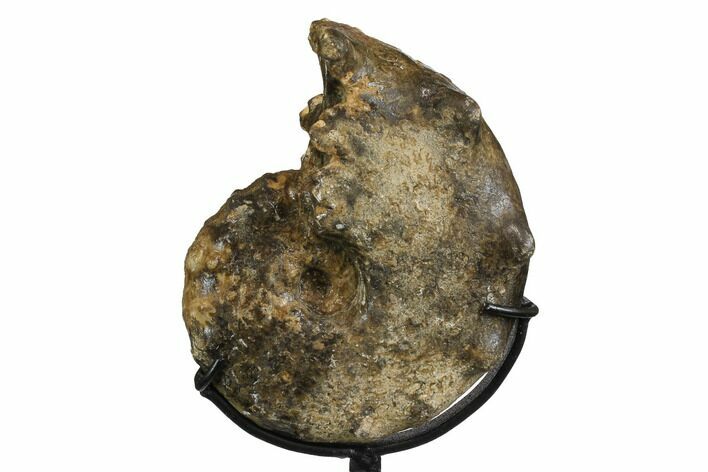 Cretaceous Ammonite (Mammites) Fossil with Metal Stand - Morocco #164219